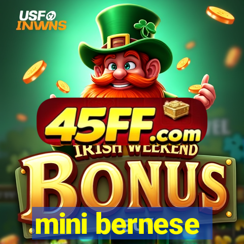 mini bernese